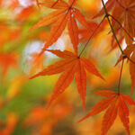 1411616034740 150x150