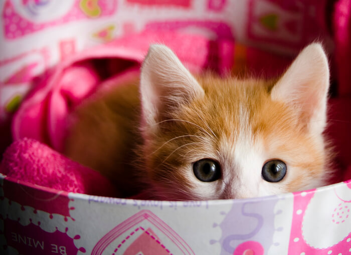 なぜかオタクっぽい印象の「メイド喫茶が好きそうな人」  「猫好き 